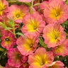 Petunia x Supertunia Persimmon Proven Winners Petunia