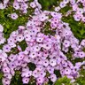Phlox Paniculata Garden Girls Fancy Girl Tall Phlox