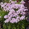 Phlox Paniculata Garden Girls Fancy Girl Tall Phlox