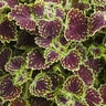 Solenostemon Scutellarioides ColorBlaze Chocolate Drop Coleus