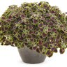 Solenostemon Scutellarioides ColorBlaze Chocolate Drop Coleus