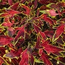 Solenostemon Scutellarioides ColorBlaze Mini Me Watermelon Coleus