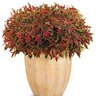 Solenostemon Scutellarioides ColorBlaze Mini Me Watermelon Coleus