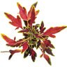 Solenostemon Scutellarioides ColorBlaze Mini Me Watermelon Coleus
