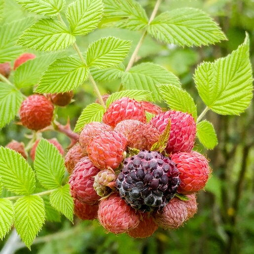 Rubus Niveus Mysore Raspberry | SiteOne