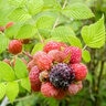 Rubus Niveus Mysore Raspberry