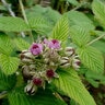 Rubus Niveus Mysore Raspberry