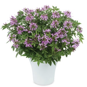 Cleome hassleriana Clio Magenta Spider Flower 1 gal. Container