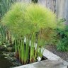 Cyperus Haspan Dwarf Papyrus