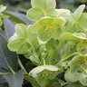 Helleborus Argutifolius Silver Lace Corsican Hellebore