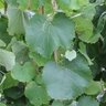 Vitis Californica Rogers Red California Grape