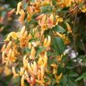 Pandorea Jasminoides Golden Shower Yellow Wonga Wonga Vine