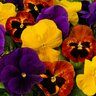 Viola X Wittrockiana Matrix Autumn Blaze Mixture Pansy