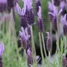 Lavandula Stoechas Dedication Lavender