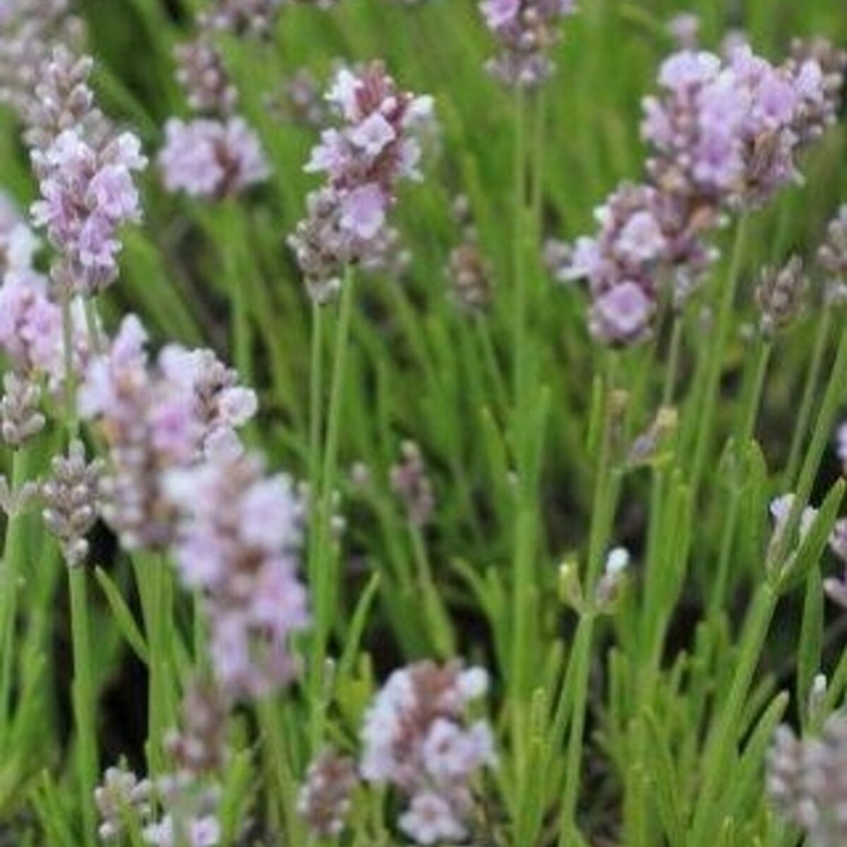 Lavandula Angustifolia Ellagance Pink English Lavender | SiteOne