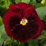 Viola X Wittrockiana Majestic Giant II Red Blotch Pansy