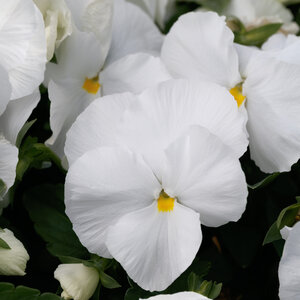 Viola X Wittrockiana Majestic Giants II Clear White Pansy