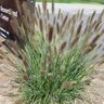 Pennisetum Alopecuroides WorryFree Cayenne Fountain Grass