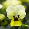 Viola Cornuta Primrose Blotch Horned Violet