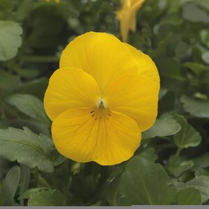Viola Cornuta Yellow Jump Up Horned Violet
