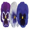 Viola X Wittrockiana Inspire Plus Summer Skies Pansy