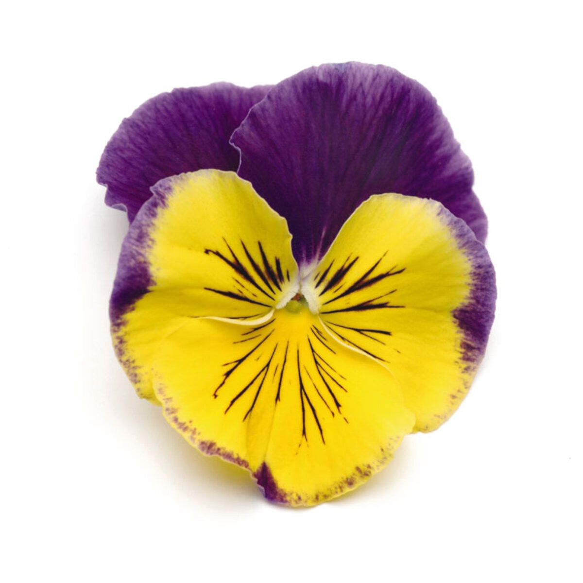 Viola X Wittrockiana Matrix Morpheus Pansy | SiteOne