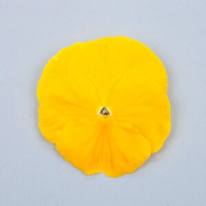 Viola x wittrockiana Majestic Giant II Clear Yellow Pansy 18 Count Flat