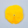 Viola X Wittrockiana Majestic Giant II Clear Yellow Pansy
