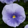 Viola X Wittrockiana Matrix Clear Light Blue Pansy