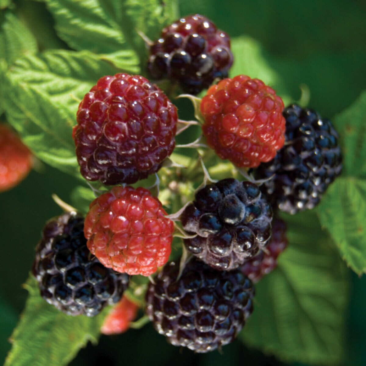 Rubus Idaeus Jewel Black Raspberry | SiteOne US