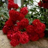 Rosa X Red Ribbons Rose