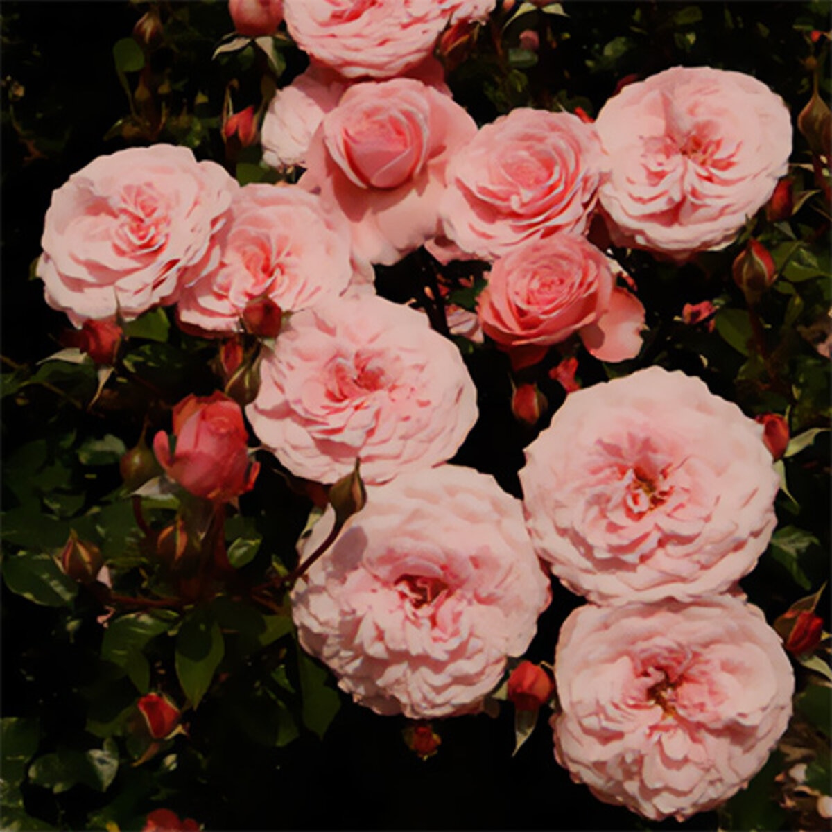 rosa-floribunda-sexy-rexy-rose-siteone-us