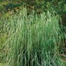 Saccharum Giganteum Sugarcane Plum Grass