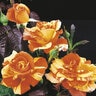 Rosa X Oranges n Lemons Hybrid Tea Rose