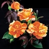Rosa X Oranges n Lemons Hybrid Tea Rose