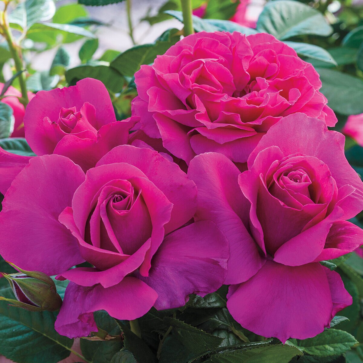 Rosa X Pretty Lady Hybrid Tea Rose | SiteOne US