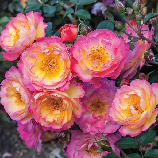 Rosa X Rainbow Happy Trails Rose | SiteOne US