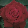 Rosa X Firefighter Hybrid Tea Rose