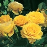 Rosa Floribunda Doris Day Rose