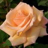 Rosa X Over the Moon Hybrid Tea Rose