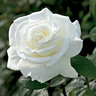 Rosa X Sugar Moon Hybrid Tea Rose  