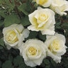 Rosa Floribunda White Licorice Rose