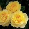 Rosa Grandiflora Happy Go Lucky Rose