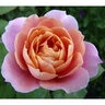 Rosa Floribunda Distant Drums Rose