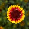 Gaillardia Aristata Barbican Yellow-Red Ring Blanket Flower