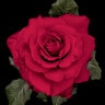 Rosa X In the Mood Hybrid Tea Rose