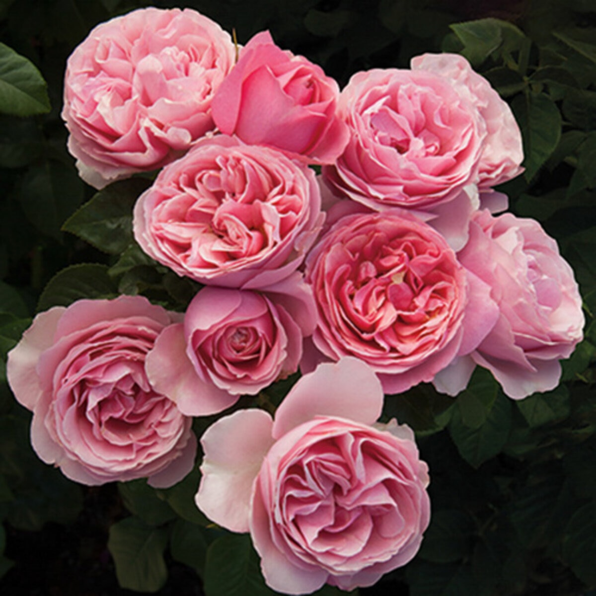 Rosa Grandiflora All Dressed Up Rose | SiteOne