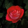 Rosa X Love At First Sight Hybrid Tea Rose  