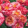 Rosa Floribunda Frida Kahlo Rose  