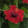 Hibiscus Rosa-Sinensis Hollywood Hot Shot Tropical Hibiscus